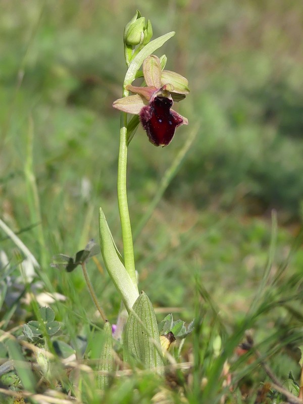 Prima fioritura di orchidee a Palena nel Parco Nazionale della Majella - maggio 2022.